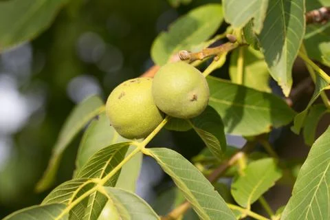 Wallnuts growing on a walnut tree Stock Photos