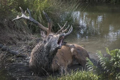 Wallow in mud Foto stock
