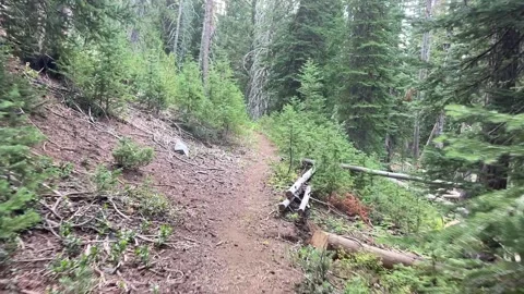 Wallowas Eagle Cap Wilderness: in the forest Video stock 329454973