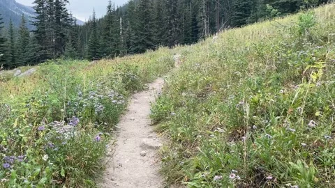 Wallowas Eagle Cap Wilderness: hiking through meadow Stock Footage 329454919