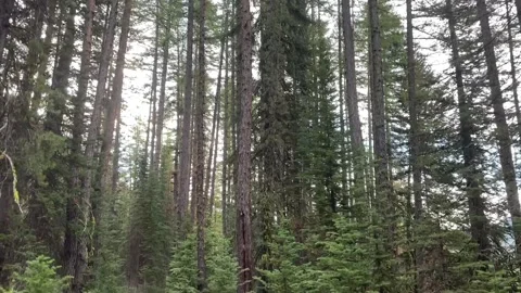 Wallowas Eagle Cap Wilderness: looking up at the trees Video stock 329454977