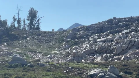 Wallowas Eagle Cap Wilderness: mountain goat walks along ridge Stock-Footage 329455016