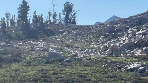 Wallowas Eagle Cap Wilderness: Mountain goats in meadow Stock Footage 329455017