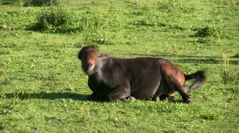 Wallowing horse Video stock 477471