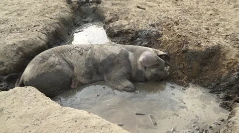 Wallowing Pig in Dirt Stock Footage 50592690