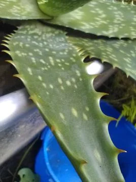 Wallpaper of aloe vera with different elements in a backyard in daylight Fotos Stock