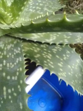 Wallpaper of aloe vera with different elements in a backyard in daylight Fotos Stock