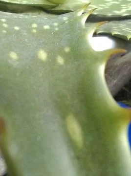 Wallpaper of aloe vera with different elements in a backyard in daylight Fotos Stock