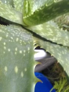 Wallpaper of aloe vera with different elements in a backyard in daylight Fotos Stock