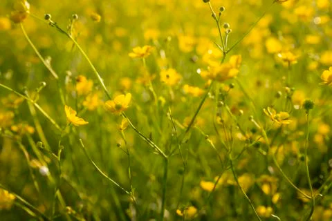 Wallpaper with buttercups Stock Photos