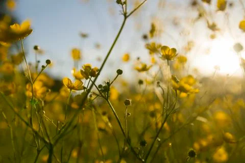 Wallpaper with buttercups Stock Photos