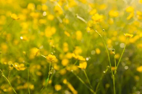 Wallpaper with buttercups Stock Photos