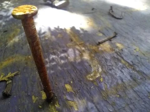 Wallpaper of cloves in wood with different elements in a backyard in daylight Fotos Stock