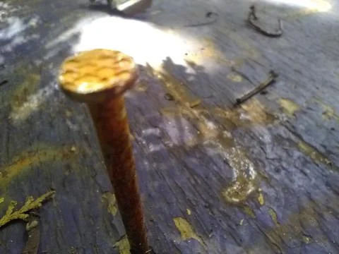 Wallpaper of cloves in wood with different elements in a backyard in daylight Fotos Stock