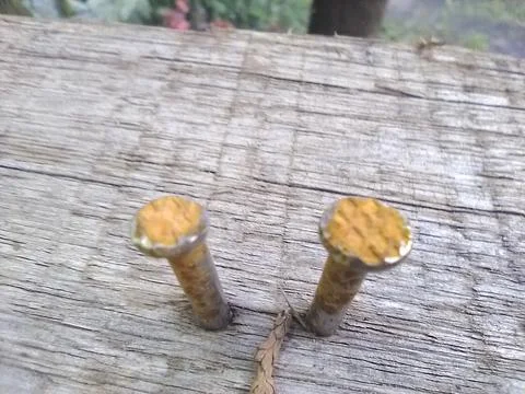 Wallpaper of cloves in wood with different elements in a backyard in daylight Fotos Stock