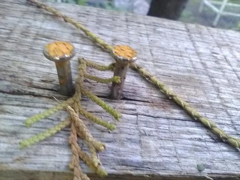 Wallpaper of cloves in wood with different elements in a backyard in daylight Fotos Stock