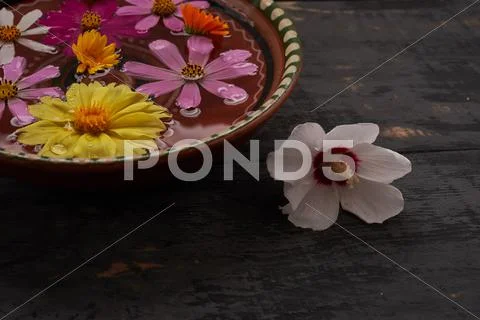 Wallpaper - flowers in a bowl with water Stock Photos