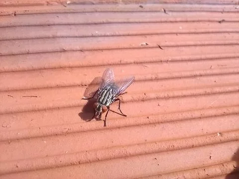 Wallpaper of a fly in bricks with different elements in a backyard in dayligh Fotos Stock