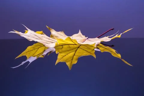 Wallpaper with golden maple leaf Stock Photos