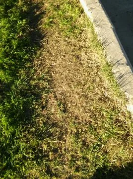 Wallpaper of grass sidewalk with different elements in daylight Fotos Stock