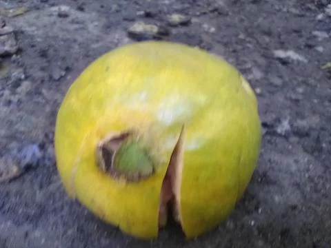 Wallpaper of guava with different elements in a backyard in daylight Fotos Stock