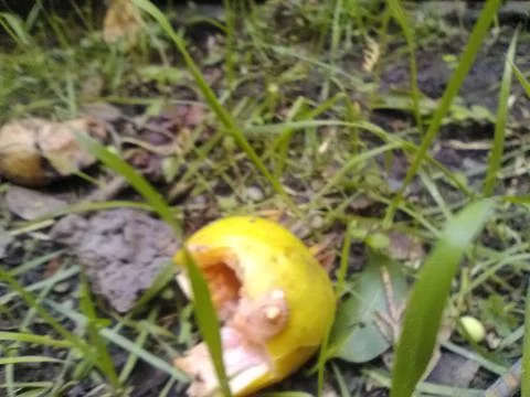 Wallpaper of guava with different elements in a backyard in daylight Fotos Stock