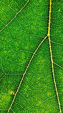 Wallpaper leaf green pattern vertical Stock Photos
