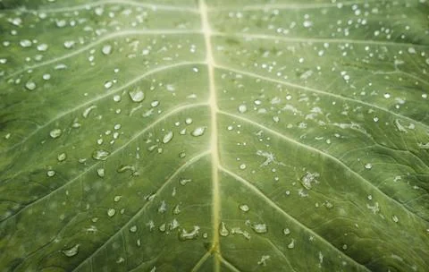 Wallpaper leaf texture with rain drops Stock Photos