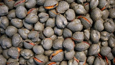 Wallpaper pattern featuring abundant clusters of shells Stockfoto's