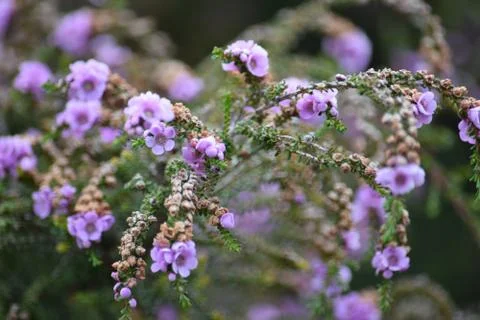 Wallpaper Stock Photos