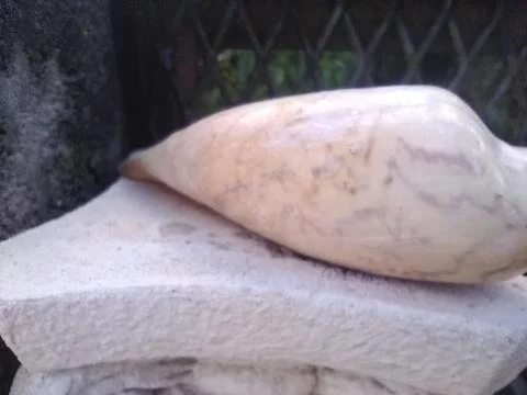 Wallpaper of random objects with different elements in a backyard in daylight Fotos Stock