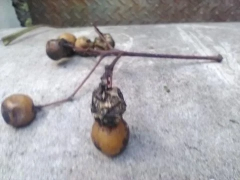 Wallpaper of random objects with different elements in a backyard in daylight Fotos Stock