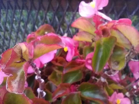 Wallpaper of random plants with different elements in a backyard in daylight Stock Photos