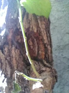 Wallpaper of random plants with different elements in a backyard in daylight Stock Photos