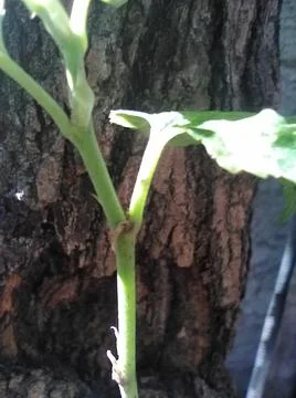 Wallpaper of random plants with different elements in a backyard in daylight Fotos Stock