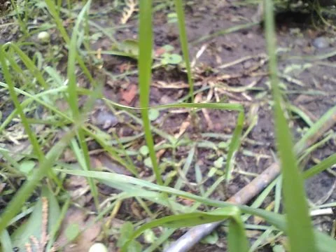 Wallpaper of random plants with different elements in a backyard in daylight Fotos Stock