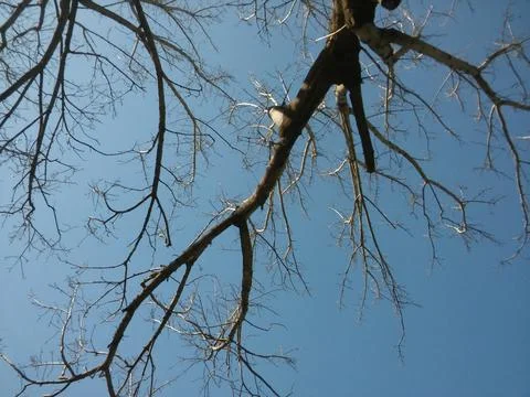 Wallpaper of a sky with different elements in daylight 스톡 사진