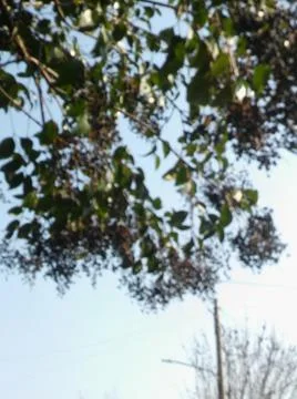 Wallpaper of a sky with different elements with trees and palms Stock Photos