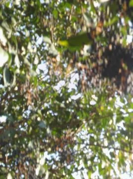 Wallpaper of a sky with different elements with trees and palms 스톡 사진