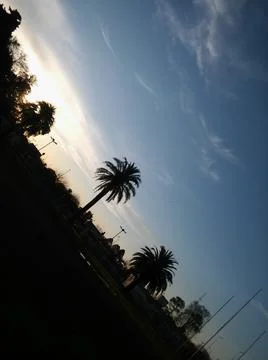 Wallpaper of a sky with different elements with trees and palms Stock Photos