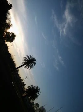 Wallpaper of a sky with different elements with trees and palms 写真素材