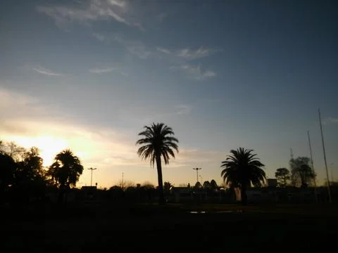 Wallpaper of a sky with different elements with trees and palms Foto stock