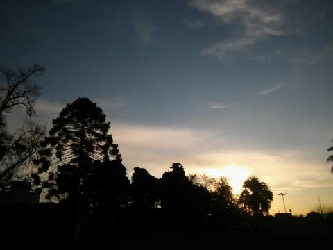 Wallpaper of a sky with different elements with trees and palms 写真素材