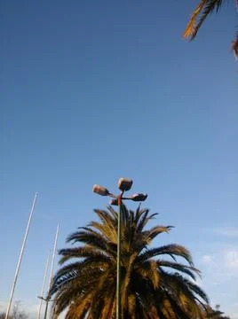 Wallpaper of a sky with different elements with trees and palms 스톡 사진