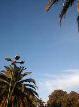 Wallpaper of a sky with different elements with trees and palms 스톡 사진