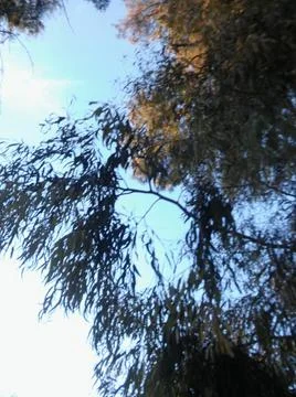 Wallpaper of a sky with different elements with trees and palms Stock Photos