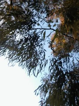 Wallpaper of a sky with different elements with trees and palms Stock Photos