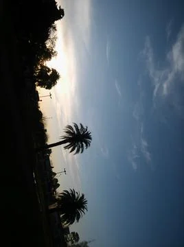 Wallpaper of a sky with different elements with trees and palms Foto stock