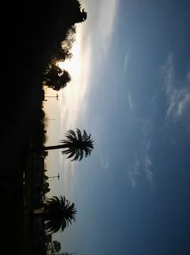 Wallpaper of a sky with different elements with trees and palms Stock Photos