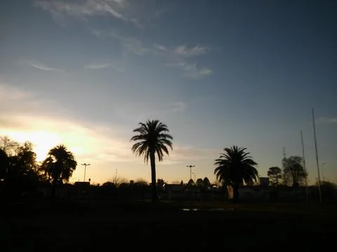Wallpaper of a sky with different elements with trees and palms Foto stock